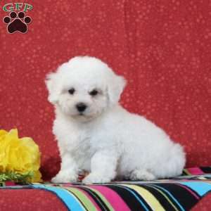 Walleye, Bichon Frise Puppy
